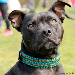 Collier pour chien...