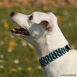 Collier pour chien...